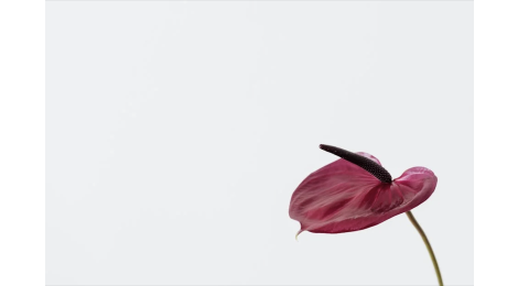 Flamingo Plant - how to care for a flamingo plant