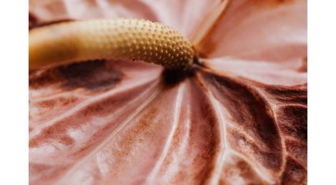 Flamingo Plant Rescue: Steps to Revive Your Plant
