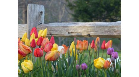 landscape design - landscape designer