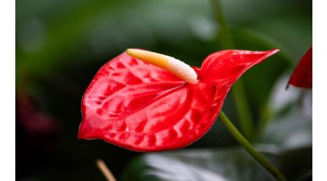 Anthurium Propagation Made Simple: Tips for Success