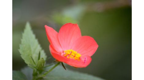 red flower with yellow center - red flower with yellow center