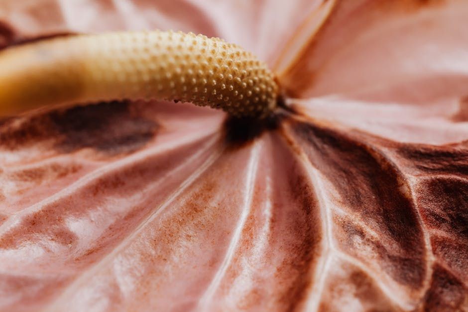 Flamingo Plant Rescue: Steps to Revive Your Plant