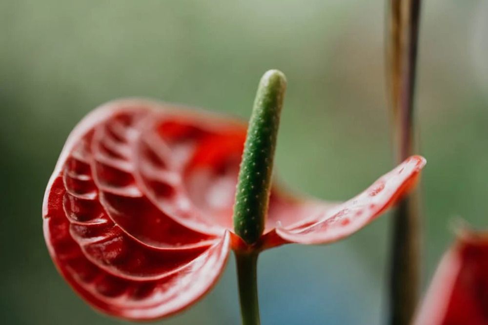 Flamingo Flower Plant Care: Keep Your Anthurium Blooming Year-Round