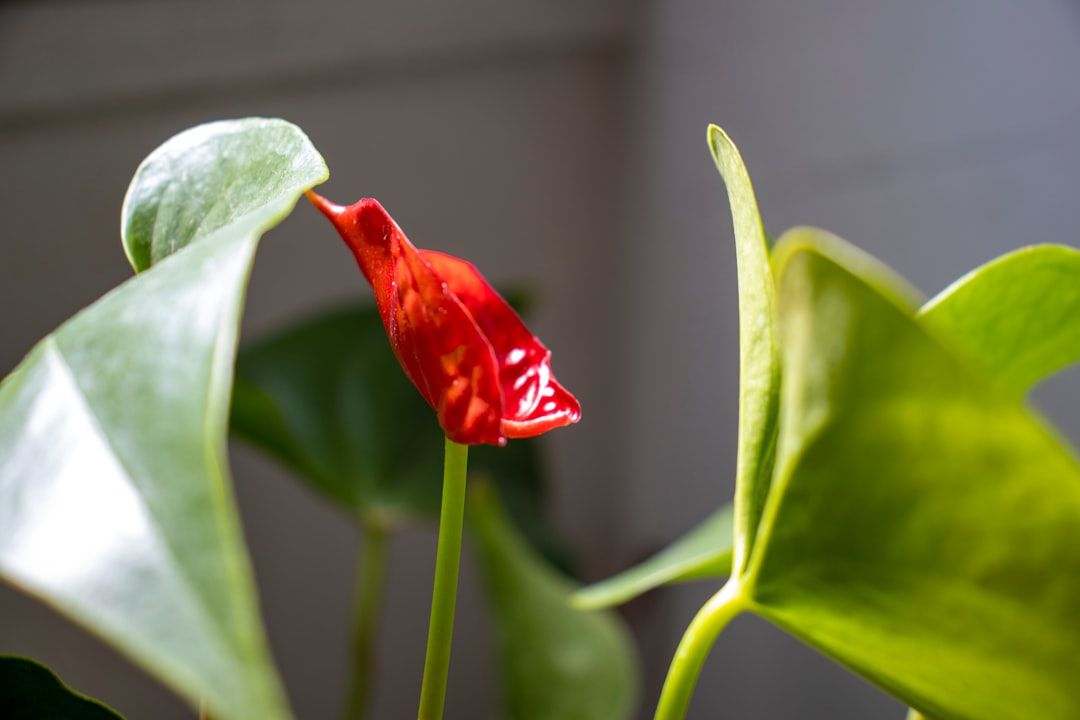 Anthurium Symbolism: Discover the Secrets of the Flamingo Flower
