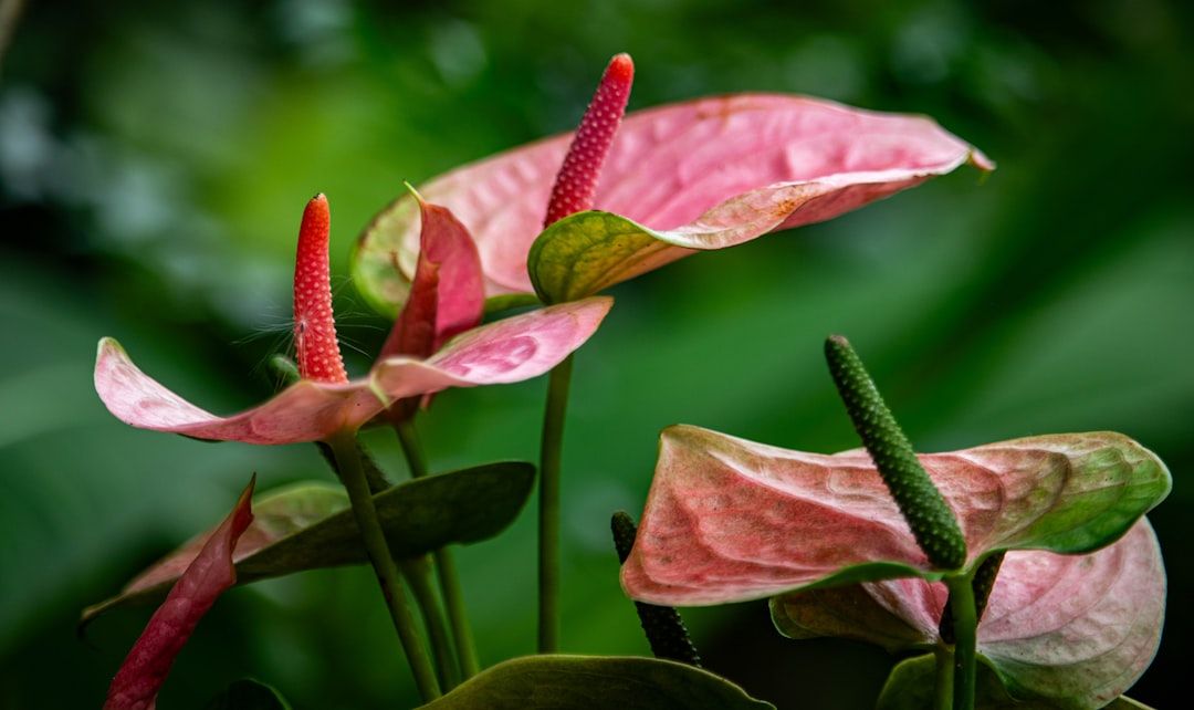 Anthurium Color Guide: Find the Perfect Shade for Your Space