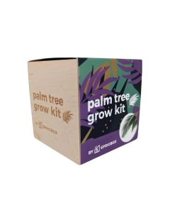 Palm Tree Grow Kit by Sprigbox