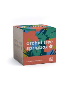 Orchid Tree Grow Kit by Sprigbox