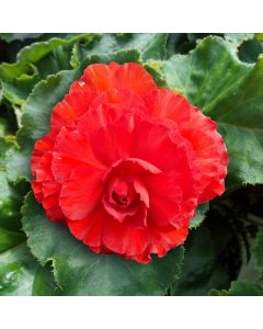 Non-Stop Begonia Bulb 'Red' 1pk