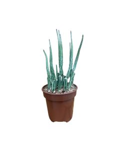 Candystick Plant 'Kleinia stapeliiformis' 4"
