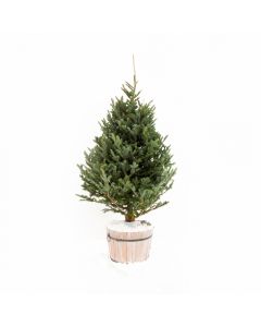 Fraser Fir Fresh Christmas Tree 5'