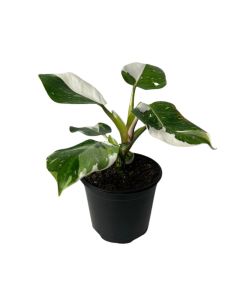 Philodendron 'White Wizard' 6"