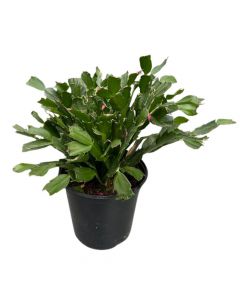 Search results for: 'christmas green for craft german 10cm'