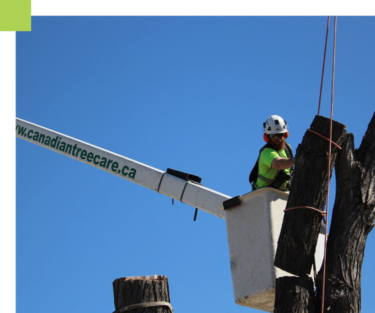 Classic Landscapes | Classic Tree Care
